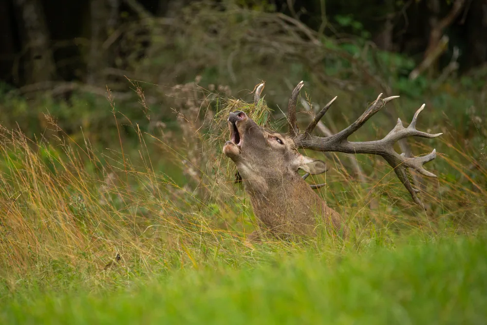 Enjoy Deer Spotting with Peaceful Resort Getaways