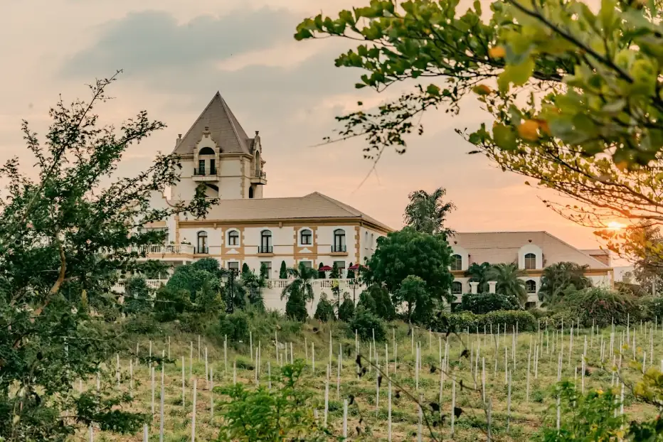 Vinyard in Maharashtra